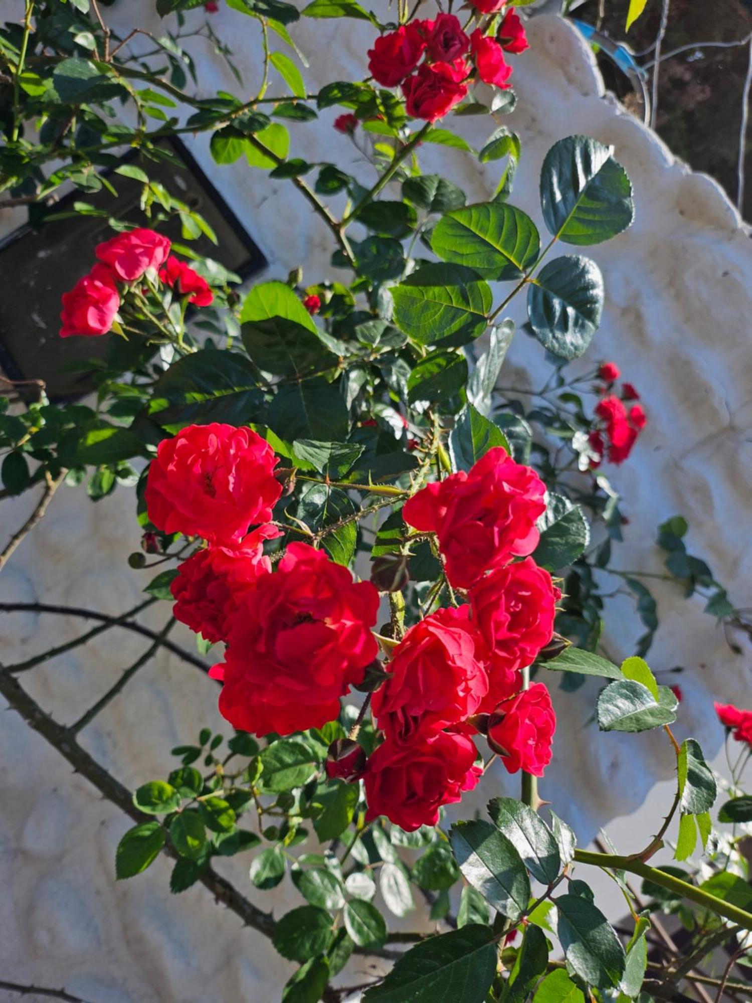 Babaji * Villa Las Rosas